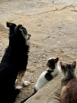 Peaceful Animals Relaxing in Rustic Setting Stock Photos