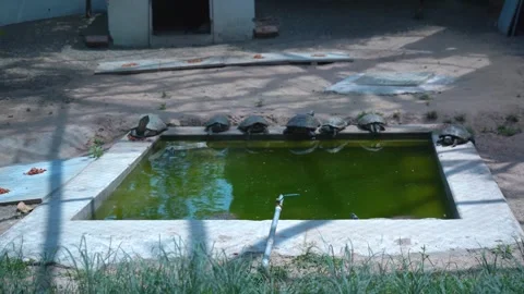 A Peaceful Assembly of Tortoises Stock Footage 313566207