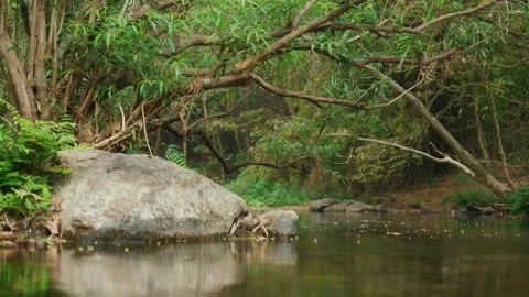 A peaceful atmosphere of a stream flowing through a lush green forest with trees Stock Footage 301588539