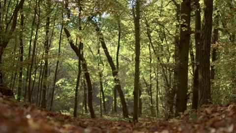 Peaceful Autumn Forest Path with Sunlit Trees, Ground-Level View 動画素材 289512883