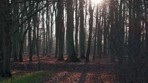 A peaceful autumn scene with a forest lit by the setting sun. Mist softens .. Video stock 297908080