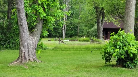 Peaceful backyard setting with mature trees, well-maintained lawn, and Stock Footage 281703551