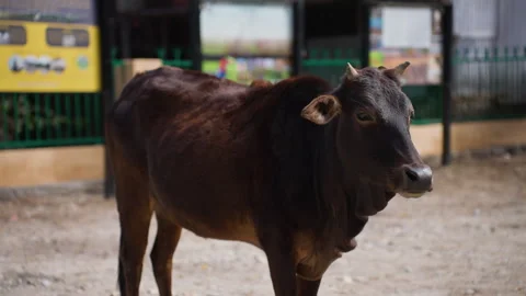 Peaceful Badri Cattle Slow Motion Scene in Nainital, Uttarakhand, India Stock Footage 320592908