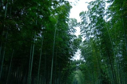 Peaceful bamboo forest path Stock Photos