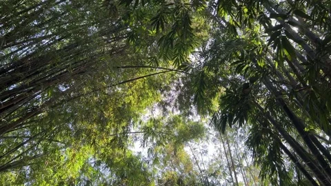 Peaceful Bamboo Tree Landscape 스톡 동영상 305151235