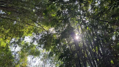 Peaceful Bamboo Tree Landscape 스톡 동영상 305154622