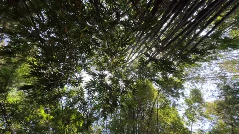 Peaceful Bamboo Tree Landscape 스톡 동영상 305155741