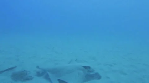 Peaceful Bat Ray Video stock 11115120