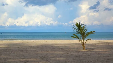 Peaceful Beach at Chang Island Thailand with Small coconut tree Stock Footage