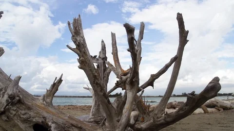 Peaceful beach with a dead tree. dolly shot. Tuscany coast Stock Footage 127121473