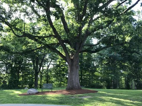 Peaceful bench under a tree Stock Photos