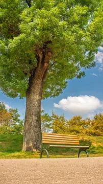 A peaceful bench under a vibrant tree in Sakarya City Park on a sunny summe.. Stock Photos