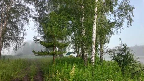 Peaceful Birch Forest Trail Leading to Campsite by Lake on Foggy Morning fo.. Stock Footage 344355131
