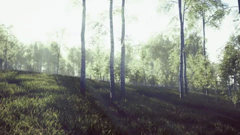 Peaceful birch hillside enveloped in diffused glow and gentle atmospheric mist Stock Footage 335102345
