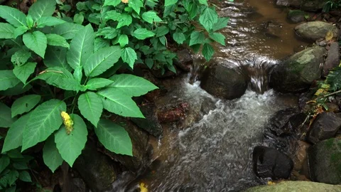 Peaceful brook in early spring forest Stock Footage 94585763