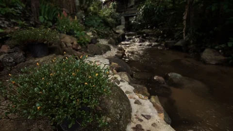 Peaceful brook in early spring forest Stock Footage 94600492