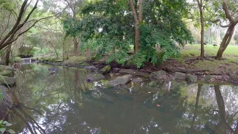 Peaceful Brook Surrounded by Trees – Australia Stock Footage 310943917