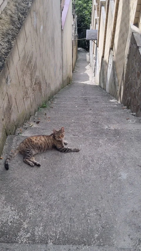 Peaceful brown tabby cat rests on a steep concrete staircase Stock Footage 320022048