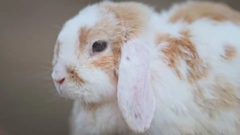 Peaceful bunny resting in soft light with detailed fur texture, adorable 4K slow Stock Footage 335548965