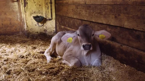 Peaceful calf rest in the barn lying down in the hay, slow motion Stock Footage 194490408