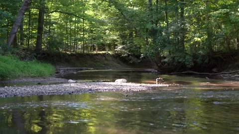 Peaceful calm and shallow stream in the woods Stock Footage 138787757