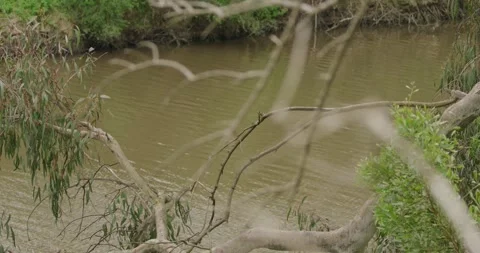 Peaceful Canoeing on Forest River, Enter and exit Frame Video stock 329285697