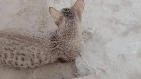 Peaceful Cat Taking a Comfortable Rest 스톡 동영상 346983800