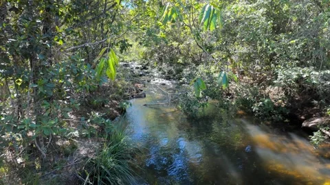 Peaceful clear stream flowing through a shaded green forest Stock Footage 340276503