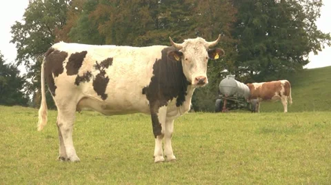 Peaceful Cow Видео 11968143