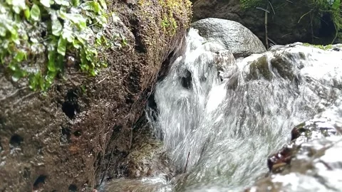 Peaceful Creek Flowing Through Vibrant Green Summer Forest Stock Footage 331789656
