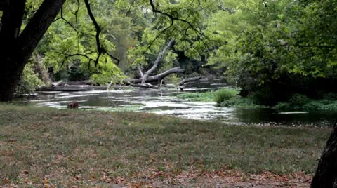 Peaceful creek3.mp4 스톡 동영상 8850239