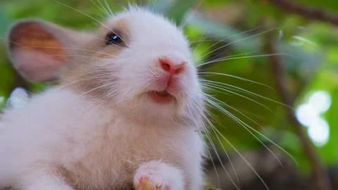 The Peaceful cute Rabbit. closeup of Chill Rabbit. relaxing Rabbit Stock Footage 342737738