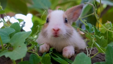 The Peaceful cute Rabbit. closeup of Chill Rabbit. relaxing Rabbit Stock Footage 342737879