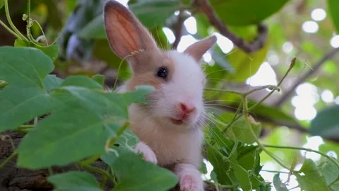 The Peaceful cute Rabbit. closeup of Chill Rabbit. relaxing Rabbit Stock Footage 342737935