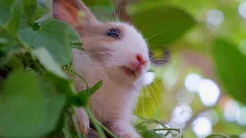 The Peaceful cute Rabbit. closeup of Chill Rabbit. relaxing Rabbit Stock Footage 342738211