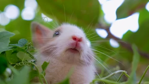 The Peaceful cute Rabbit. closeup of Chill Rabbit. relaxing Rabbit Stock Footage 342738367