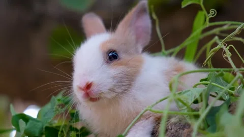 The Peaceful cute Rabbit. closeup of Chill Rabbit. relaxing Rabbit Stock Footage 342738430
