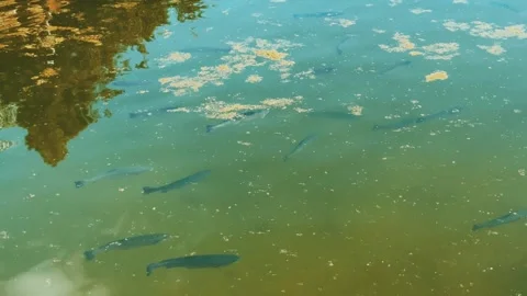 A peaceful day finds fish gracefully navigating through a calm pond reflecting Stock-Footage 308800670