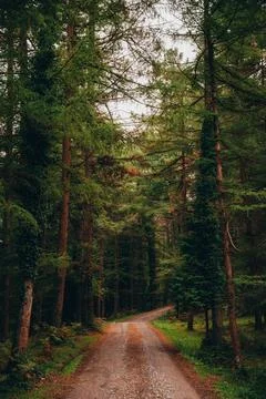 A peaceful dirt path meanders through a dense forest with tall green trees .. Stock-Fotos