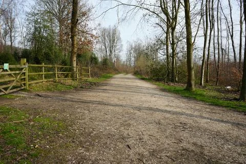 Peaceful Dirt Path Through A Deciduous Woodland In Barlow, North East 库存照片