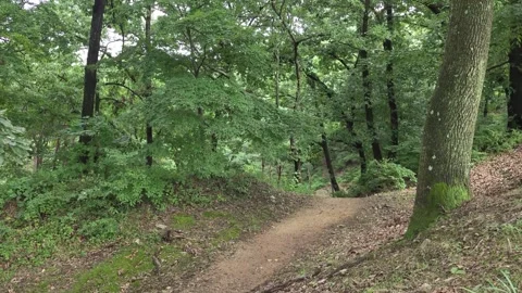 Peaceful Dirt Path Through Lush Green Forest Vídeo Stock 344057418