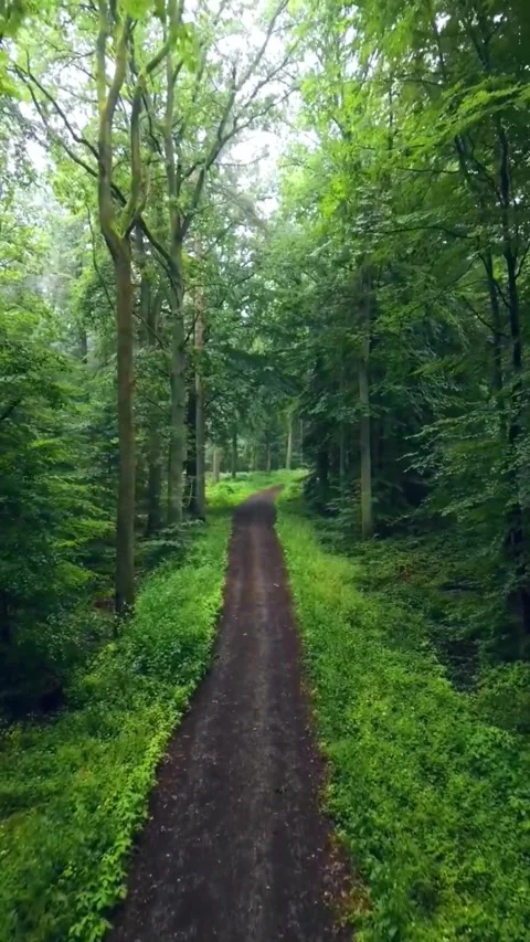 A peaceful dirt path winding through a lush green summer forest 動画素材 337322933