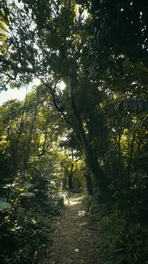 Peaceful dirt path winding through a dense green forest 库存影片 346267617
