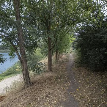 A peaceful dirt path winds through a lush green forest. Fallen dry leaves on  Fotos de archivo