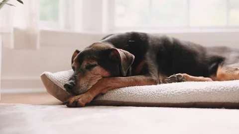 Peaceful Dog Sleeping On Bed, Bay Window Stock Footage 253134076