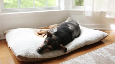 Peaceful Dog Sleeping On Bed Resting Stock Footage 253134312