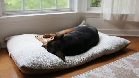 Peaceful Dog Sleeping On Bed, Turning Around Stock Footage 253134078