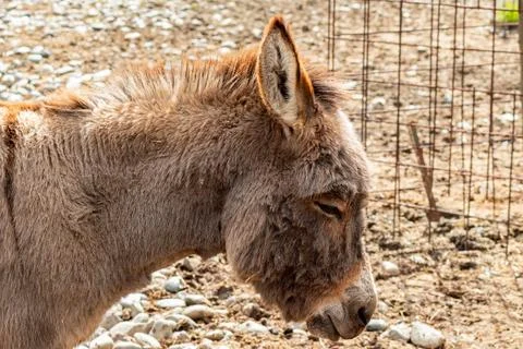 Peaceful donkey captured in profile while resting quietly under warm daylig.. Stock Photos