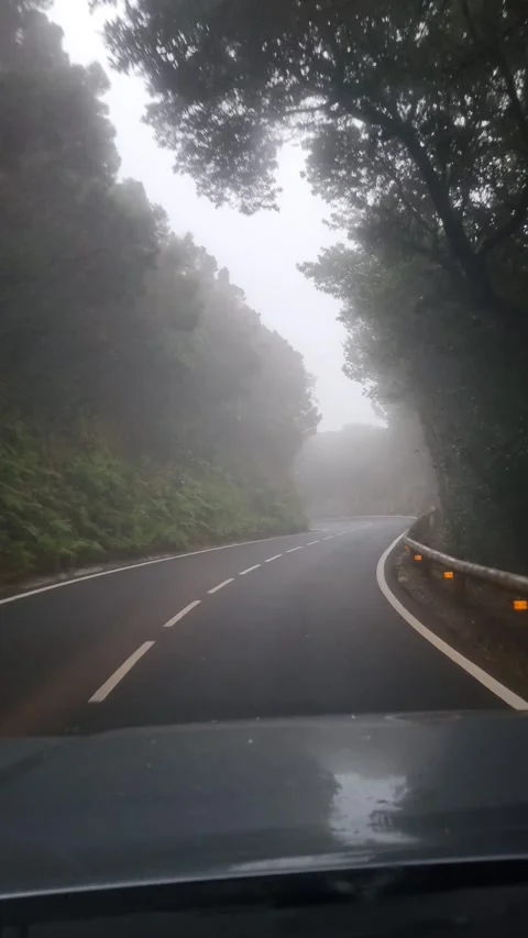 A peaceful drive through the Aloha Forest in Tenerife, Canary Islands. Stock Footage 307635725