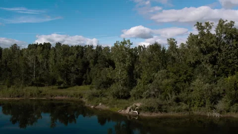 Peaceful Drone Shot of Verdant Forest and Tranquil Waters Stock Footage 276879229